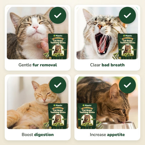 Cat Grass Teething Sticks [Free Today]